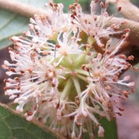 Litsea quinqueflora (Dennst.) C.R.Suresh